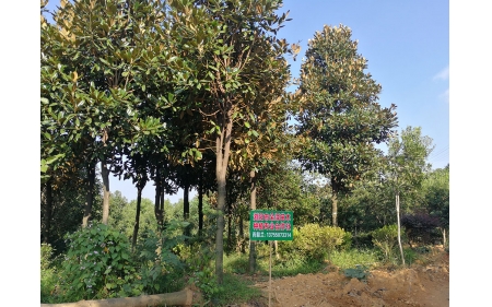 湖南華苑苗木基地實拍7